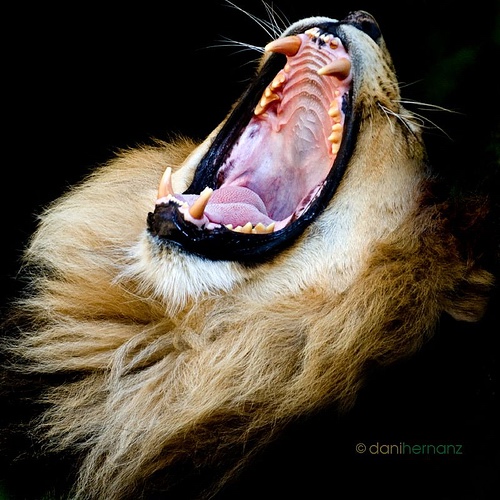 A person who makes you angry conquers you » animals-faces-lion